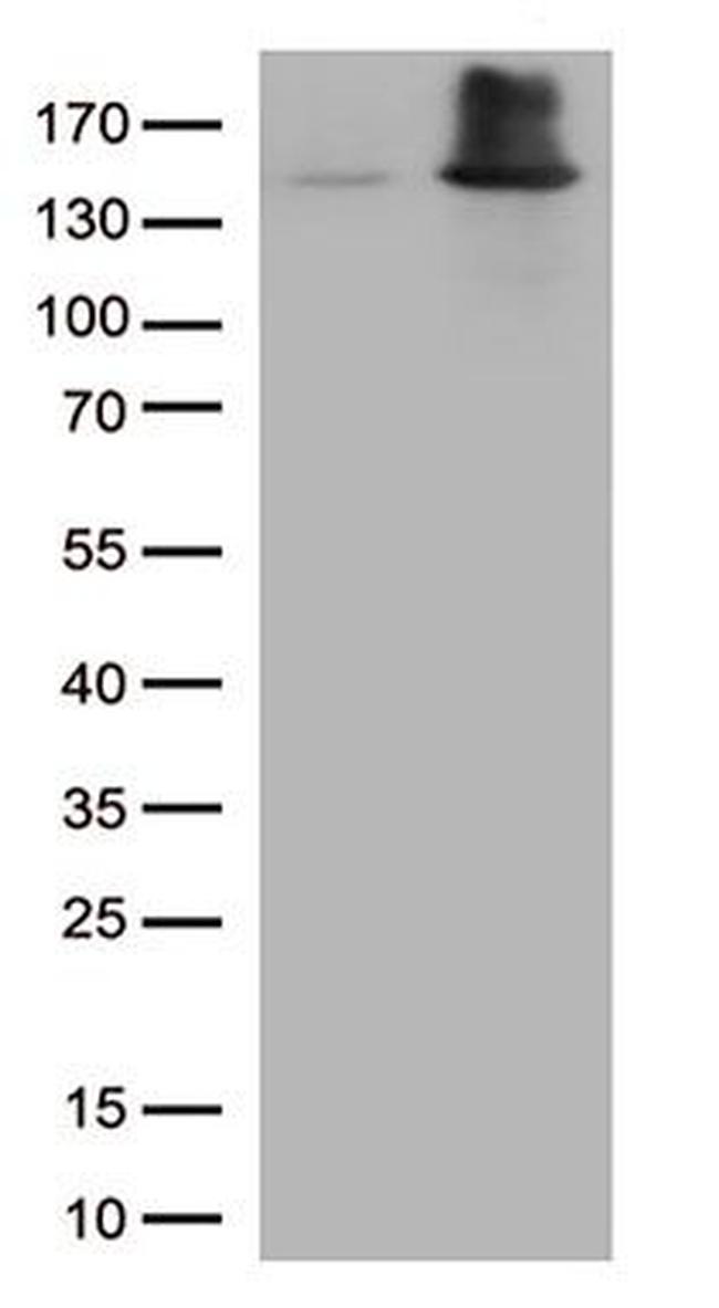 EEA1 Antibody in Western Blot (WB)