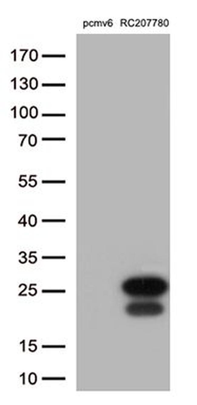 PRDX6 Antibody in Western Blot (WB)