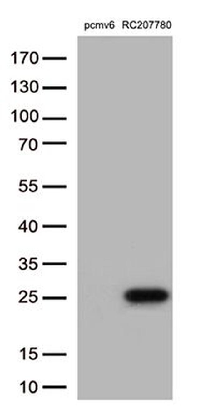 PRDX6 Antibody in Western Blot (WB)