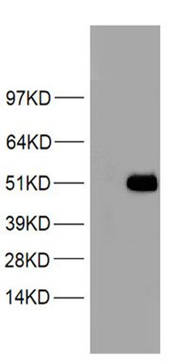 SDC1 Antibody in Western Blot (WB)