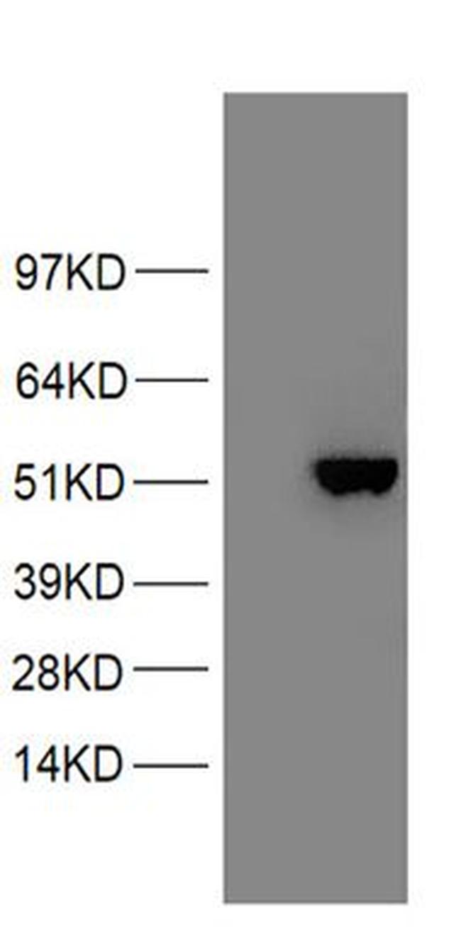 PAX2 Antibody in Western Blot (WB)