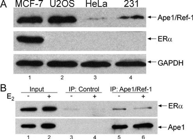 GAPDH Antibody in Western Blot (WB)