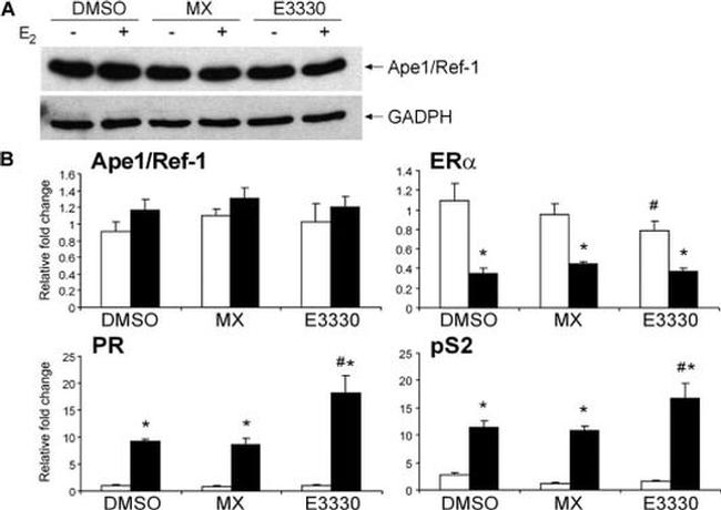 GAPDH Antibody in Western Blot (WB)