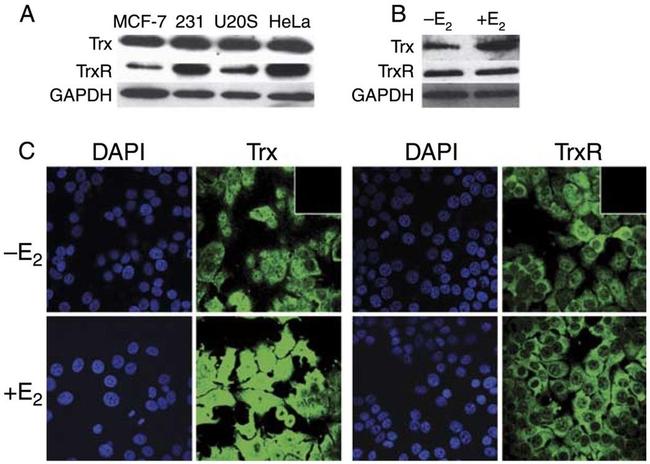 GAPDH Antibody in Western Blot (WB)