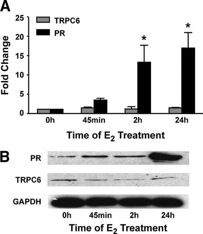 GAPDH Antibody in Western Blot (WB)