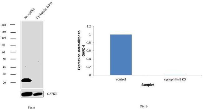 Cyclophilin B Antibody in Western Blot (WB)