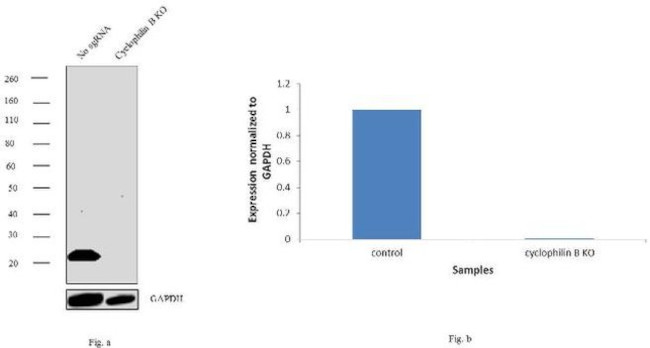 Cyclophilin B Antibody