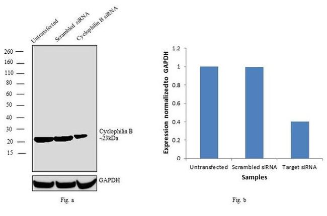 Cyclophilin B Antibody in Western Blot (WB)