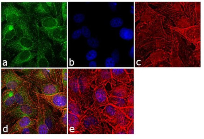 Cyclophilin B Antibody in Immunocytochemistry (ICC/IF)