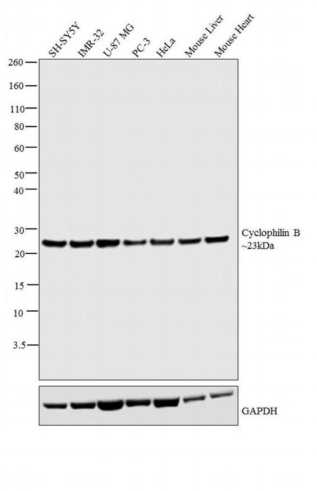 Cyclophilin B Antibody in Western Blot (WB)