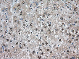 TACC3 Antibody in Immunohistochemistry (Paraffin) (IHC (P))