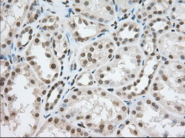 TACC3 Antibody in Immunohistochemistry (Paraffin) (IHC (P))