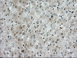 TACC3 Antibody in Immunohistochemistry (Paraffin) (IHC (P))