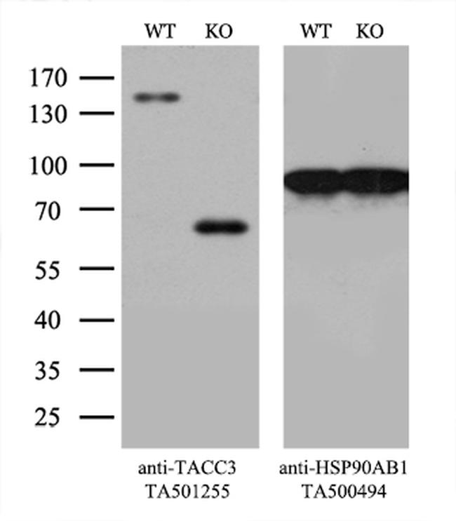 TACC3 Antibody in Western Blot (WB)