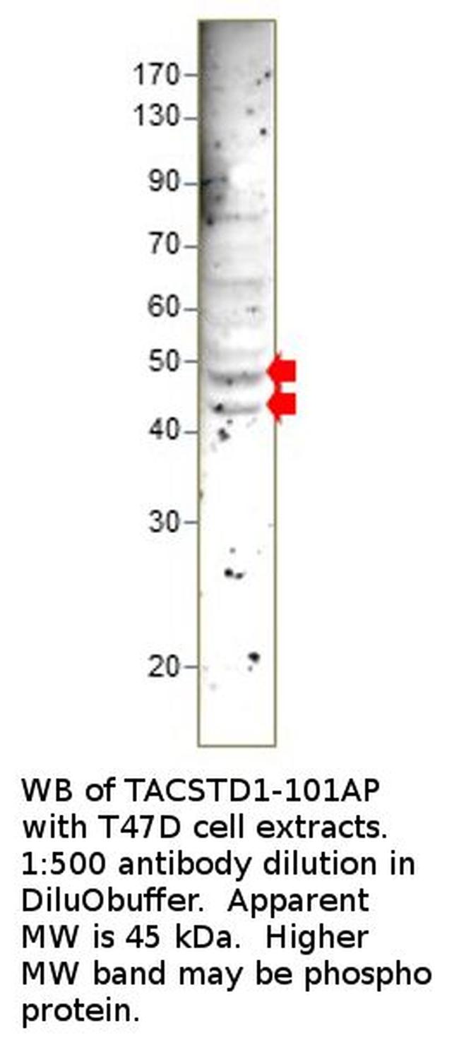 EpCAM Antibody in Western Blot (WB)