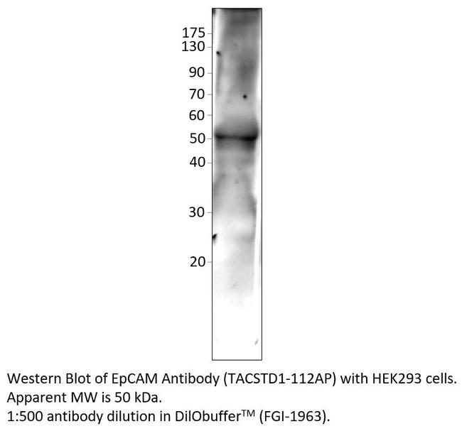 EpCAM Antibody in Western Blot (WB)