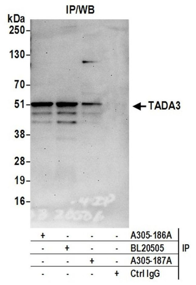 TADA3/TADA3L Antibody in Immunoprecipitation (IP)