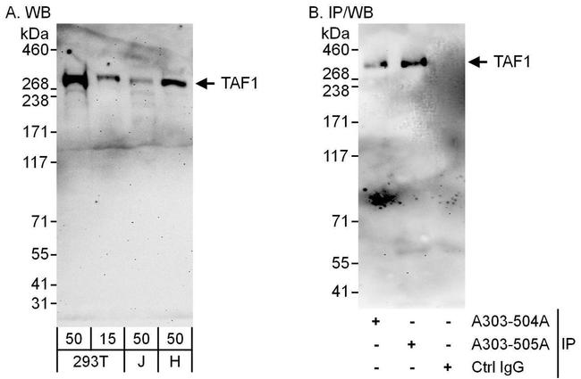 TAF1 Antibody in Western Blot (WB)