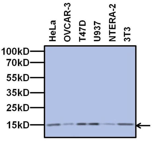 TAF13 Antibody in Western Blot (WB)