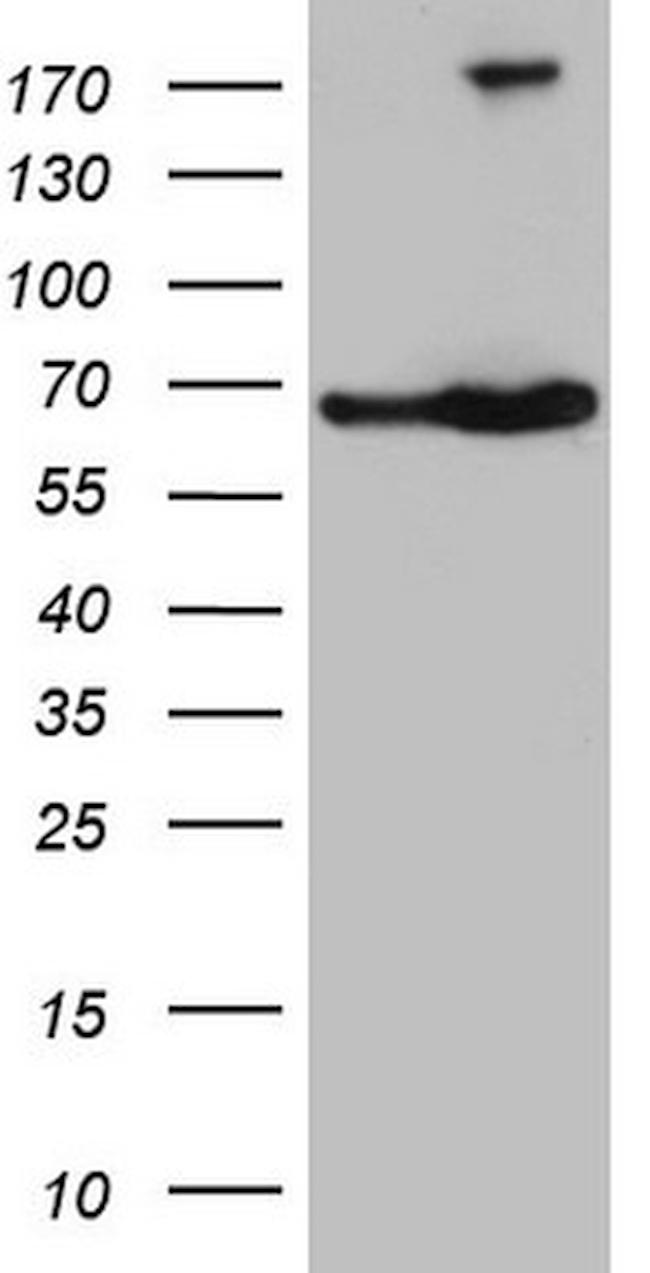 TAF1B Antibody in Western Blot (WB)