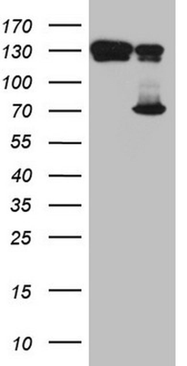 TAF1B Antibody in Western Blot (WB)