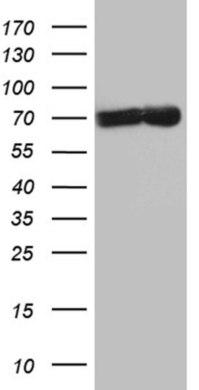 TAF1B Antibody in Western Blot (WB)