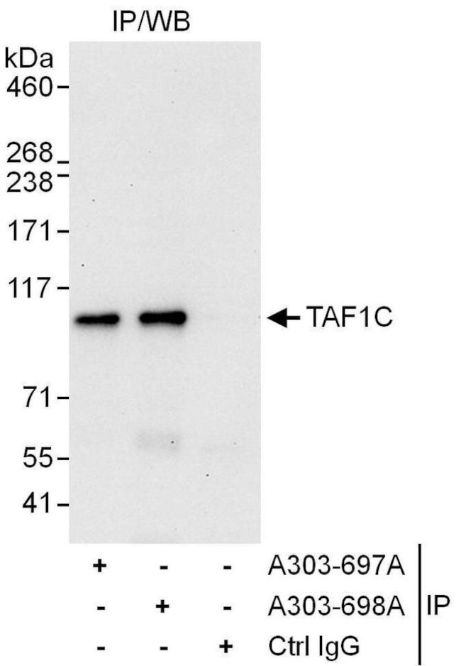 TAF1C Antibody in Immunoprecipitation (IP)