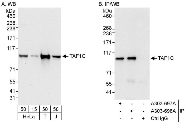 TAF1C Antibody in Western Blot (WB)