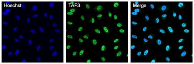 TAF3 Antibody in Immunocytochemistry (ICC/IF)