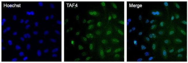 TAF4 Antibody in Immunocytochemistry (ICC/IF)