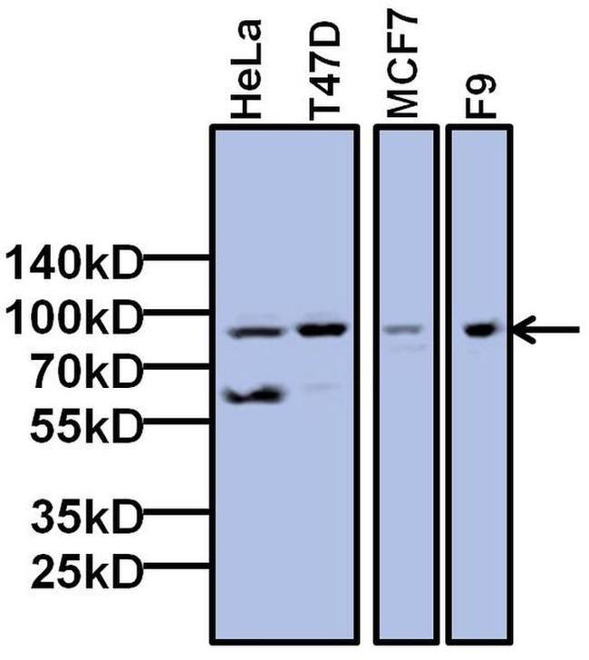 TAF6 Antibody in Western Blot (WB)