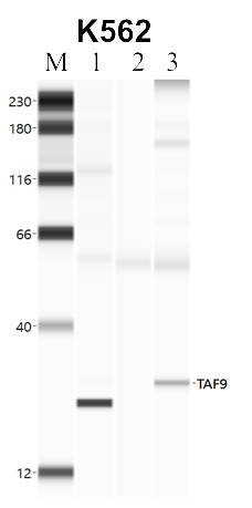 TAF9 Antibody in Immunoprecipitation (IP)