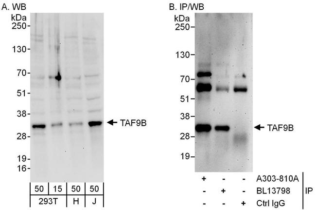 TAF9B Antibody in Western Blot (WB)