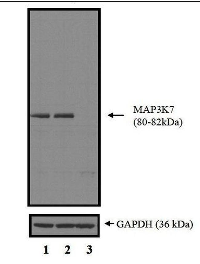 TAK1 Antibody in Western Blot (WB)