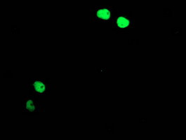 TAL1 Antibody in Immunocytochemistry (ICC/IF)