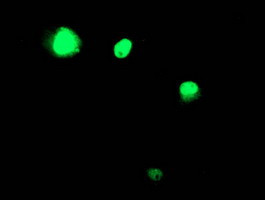 TAL1 Antibody in Immunocytochemistry (ICC/IF)