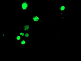 TAL1 Antibody in Immunocytochemistry (ICC/IF)