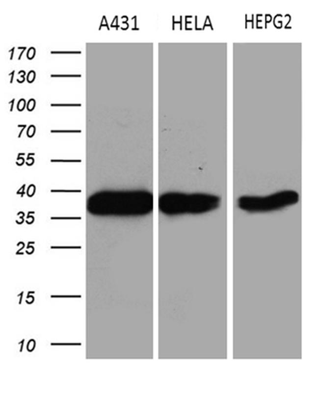 TALDO1 Antibody in Western Blot (WB)