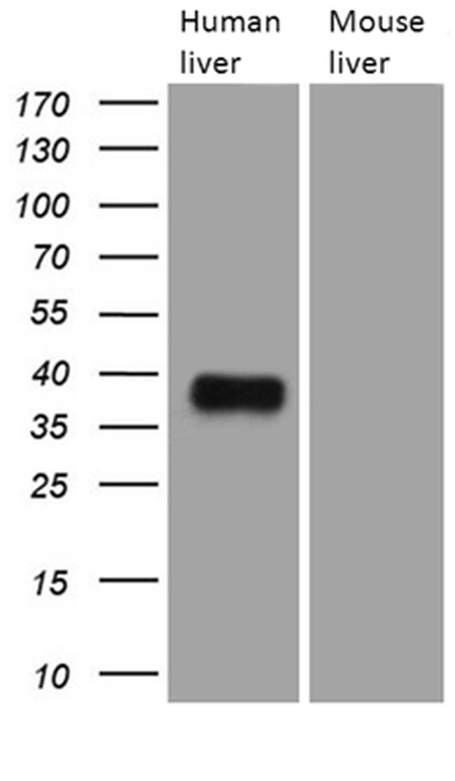 TALDO1 Antibody in Western Blot (WB)