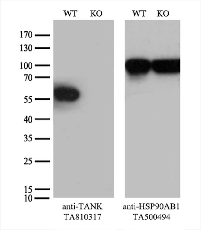 TANK Antibody in Western Blot (WB)