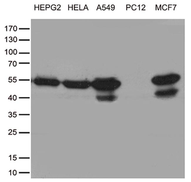 TANK Antibody in Western Blot (WB)