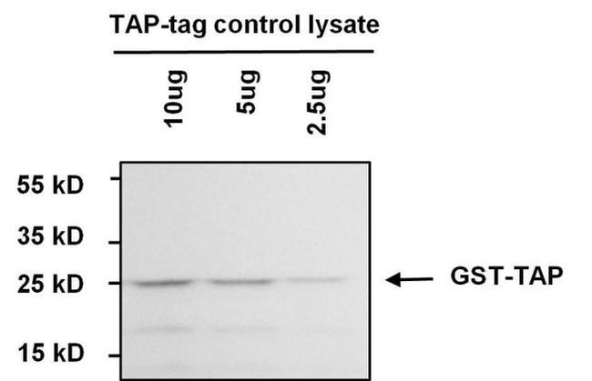 TAP Tag Antibody in Western Blot (WB)