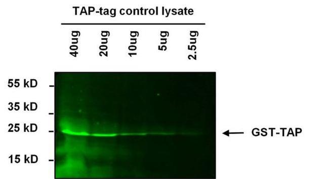 TAP Tag Antibody in Western Blot (WB)