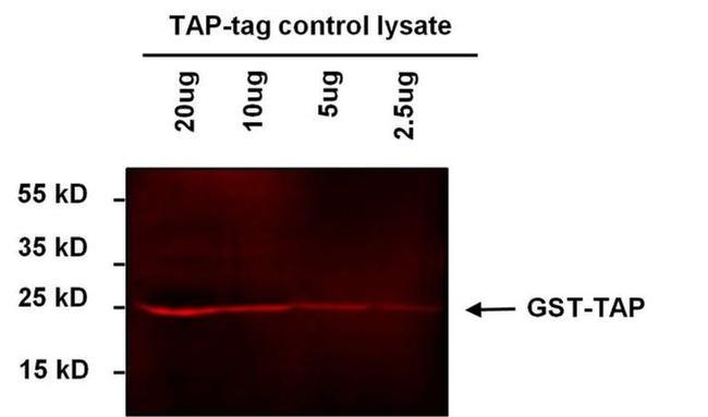 TAP Tag Antibody in Western Blot (WB)