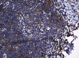 TAPBPL Antibody in Immunohistochemistry (Paraffin) (IHC (P))