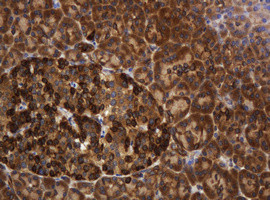 TAPBPL Antibody in Immunohistochemistry (Paraffin) (IHC (P))