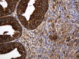 TAPBPL Antibody in Immunohistochemistry (Paraffin) (IHC (P))