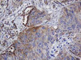 TAPBPL Antibody in Immunohistochemistry (Paraffin) (IHC (P))