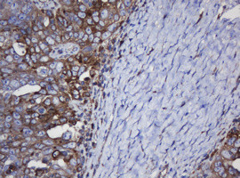 TAPBPL Antibody in Immunohistochemistry (Paraffin) (IHC (P))