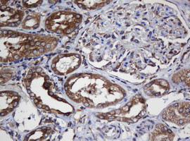 TAPBPL Antibody in Immunohistochemistry (Paraffin) (IHC (P))